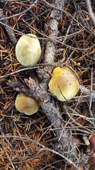 Tricholoma arvernense
