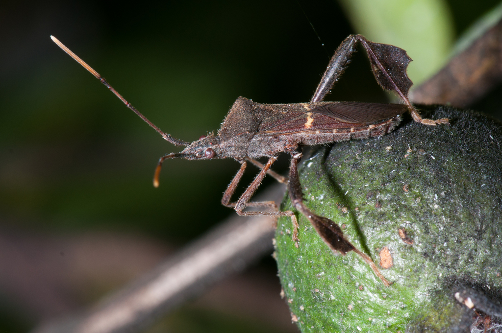 Leptoglossus stigma