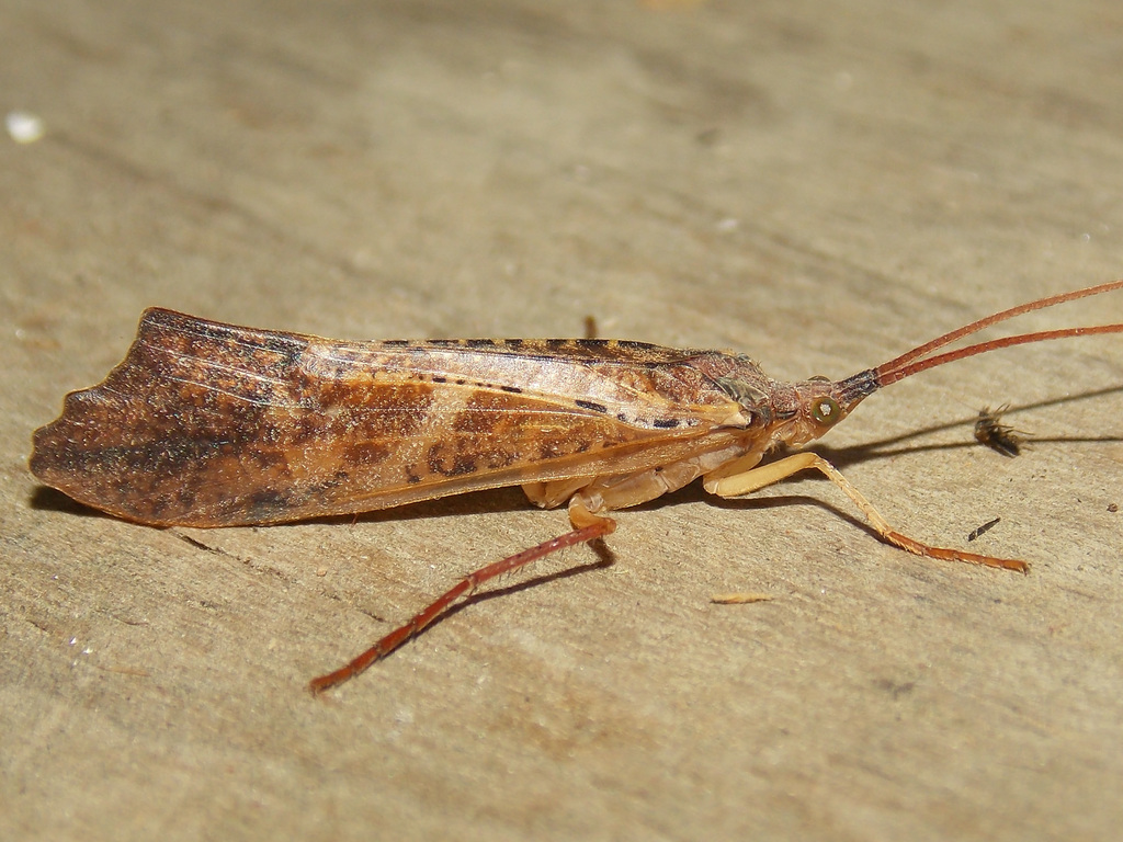 Inimical Northern Caddisfly