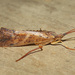 Nemotaulius hostilis - Photo (c) Fyn Kynd,  זכויות יוצרים חלקיות (CC BY-SA), uploaded by Fyn Kynd