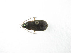 Chlaenius impunctifrons