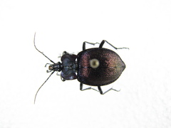 Scaphinotus elevatus