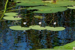 Nymphoides aquatica