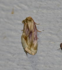 Chamaeclea basiochrea