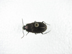 Chlaenius tomentosus