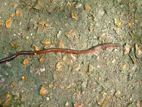 Amynthas carnosus