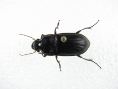 Harpalus caliginosus