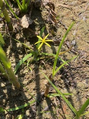 Water Star Grass (Heteranthera dubia)