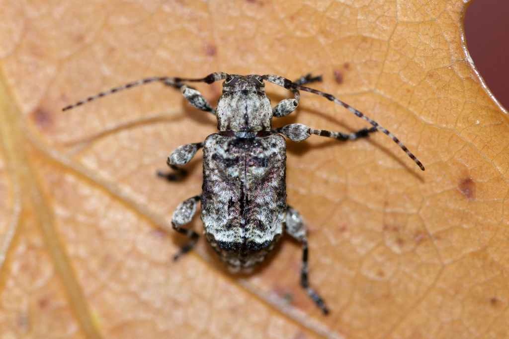 Leptostylus transversus