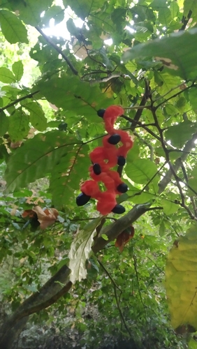 Cojoba rufescens, 2025-08-01