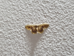 Idaea gemmaria