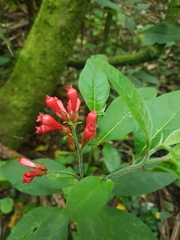 Cestrum fasciculatum