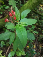 Cestrum fasciculatum