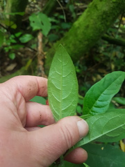 Cestrum fasciculatum