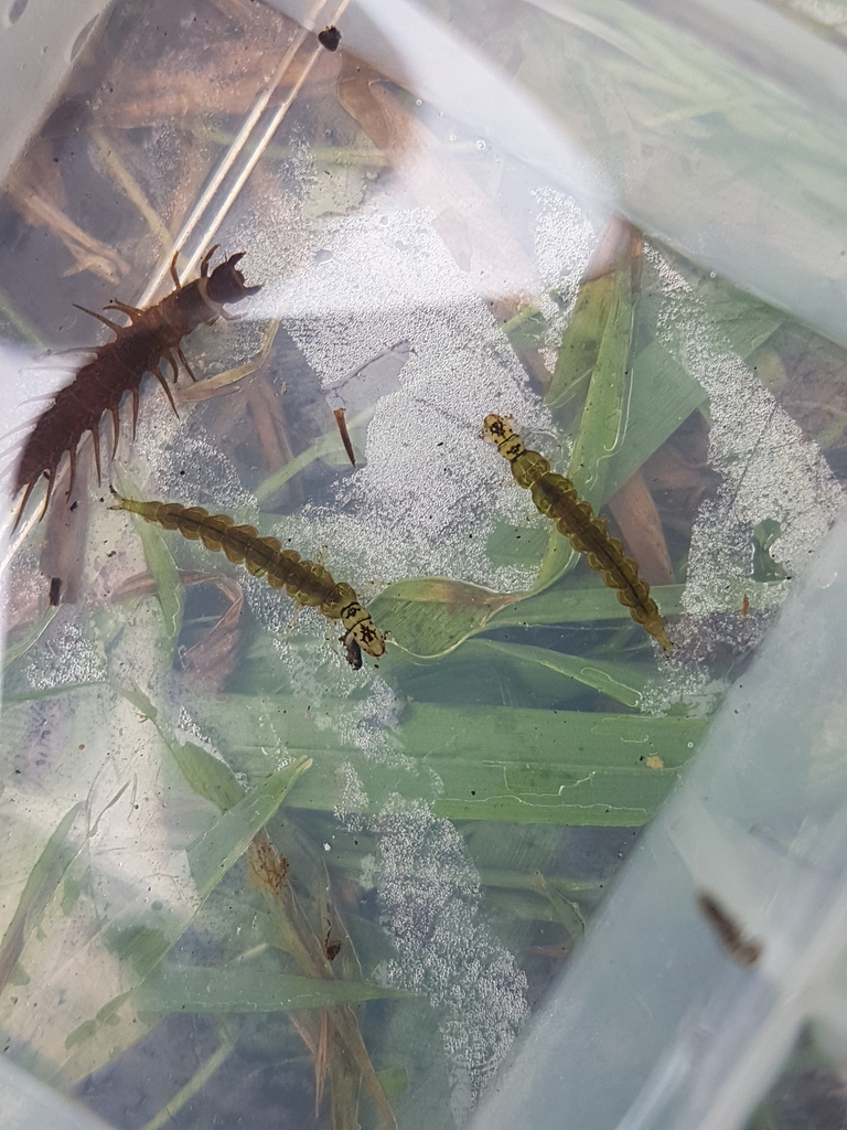 Hydrobiosis copis