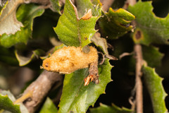 Heteroecus melanoderma