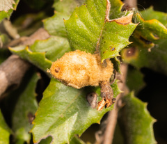 Heteroecus melanoderma