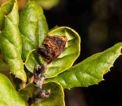 Callirhytis perfoveata