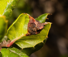 Callirhytis perfoveata