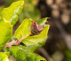 Callirhytis perfoveata