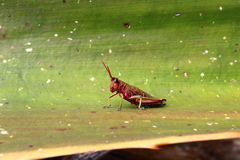 Agesander ruficornis