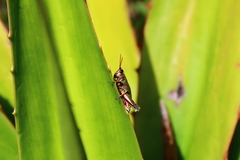 Agesander ruficornis