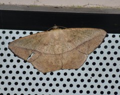 Prochoerodes olivata