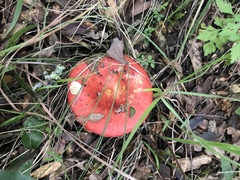 Russula mexicana