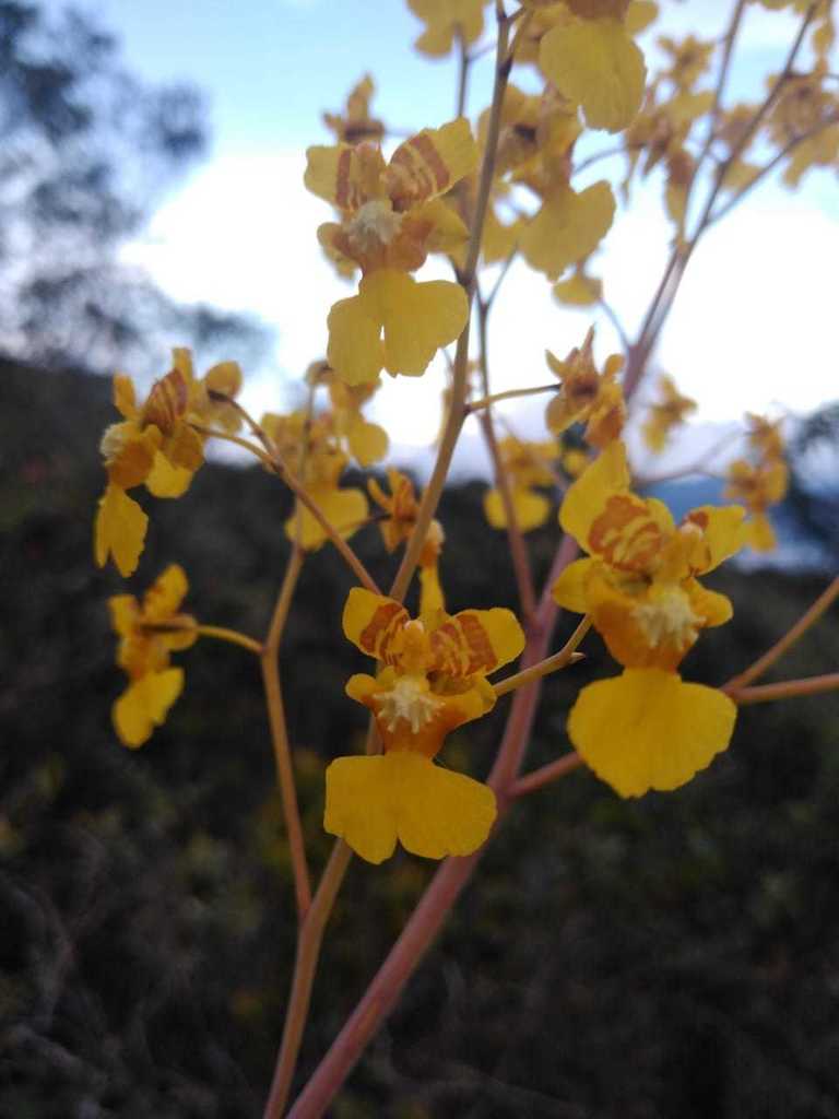 Oncidium panchrysum