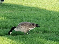 Branta canadensis