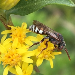 Nomada vicina