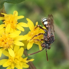 Nomada vicina