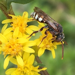 Nomada vicina