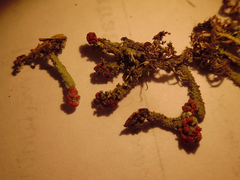 Cladonia didyma