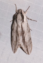 Sphinx dollii