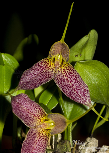 Recumbent Masdevallia