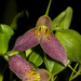 Masdevallia decumana - Photo (c) Kilitz Photography, some rights reserved (CC BY-NC-SA)