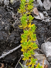Coprosma ernodeoides