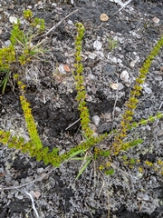 Coprosma ernodeoides