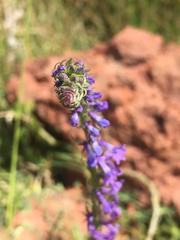 Lobelia fenestralis