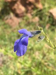 Salvia reptans