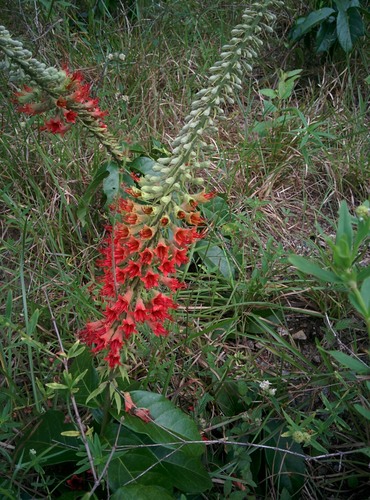 Flame Vine (Combretum cacoucia)