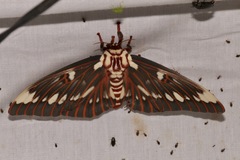 Citheronia splendens