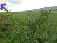 Scutellaria baicalensis