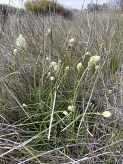 Ptilotus macrocephalus
