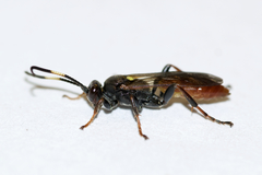 Ichneumon annulatorius