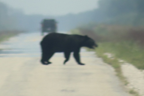 American Black Bear
