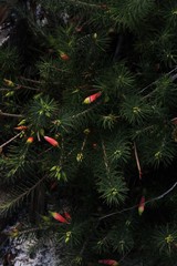 Stenanthera pinifolia