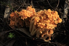 Ramaria capitata ochraceosalmonicolor