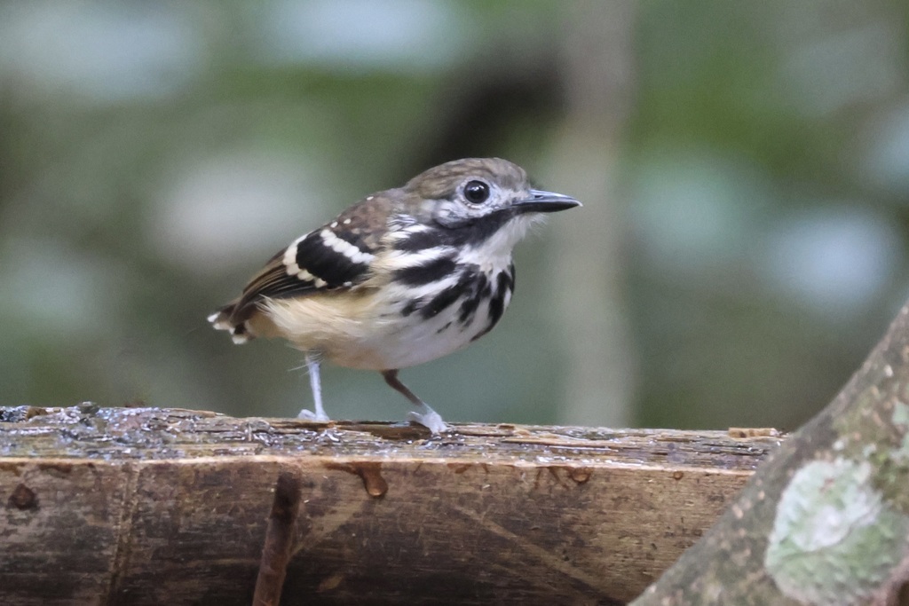 Dot-backed Antbird photo
